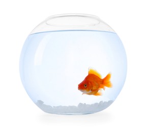 Photo of Gold fish swimming in aquarium with clean water isolated on white