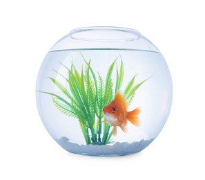 Photo of Gold fish swimming in aquarium with clean water isolated on white