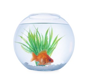 Photo of Gold fish swimming in aquarium with clean water isolated on white