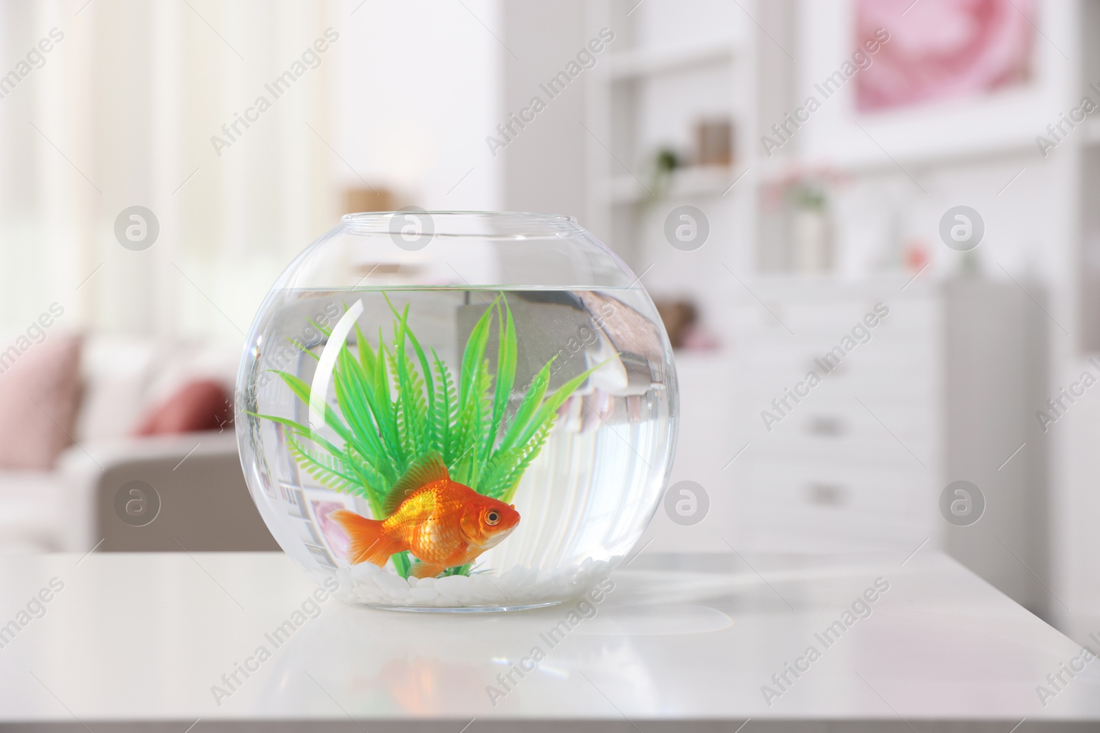 Photo of Gold fish swimming in aquarium with clean water on white table indoors