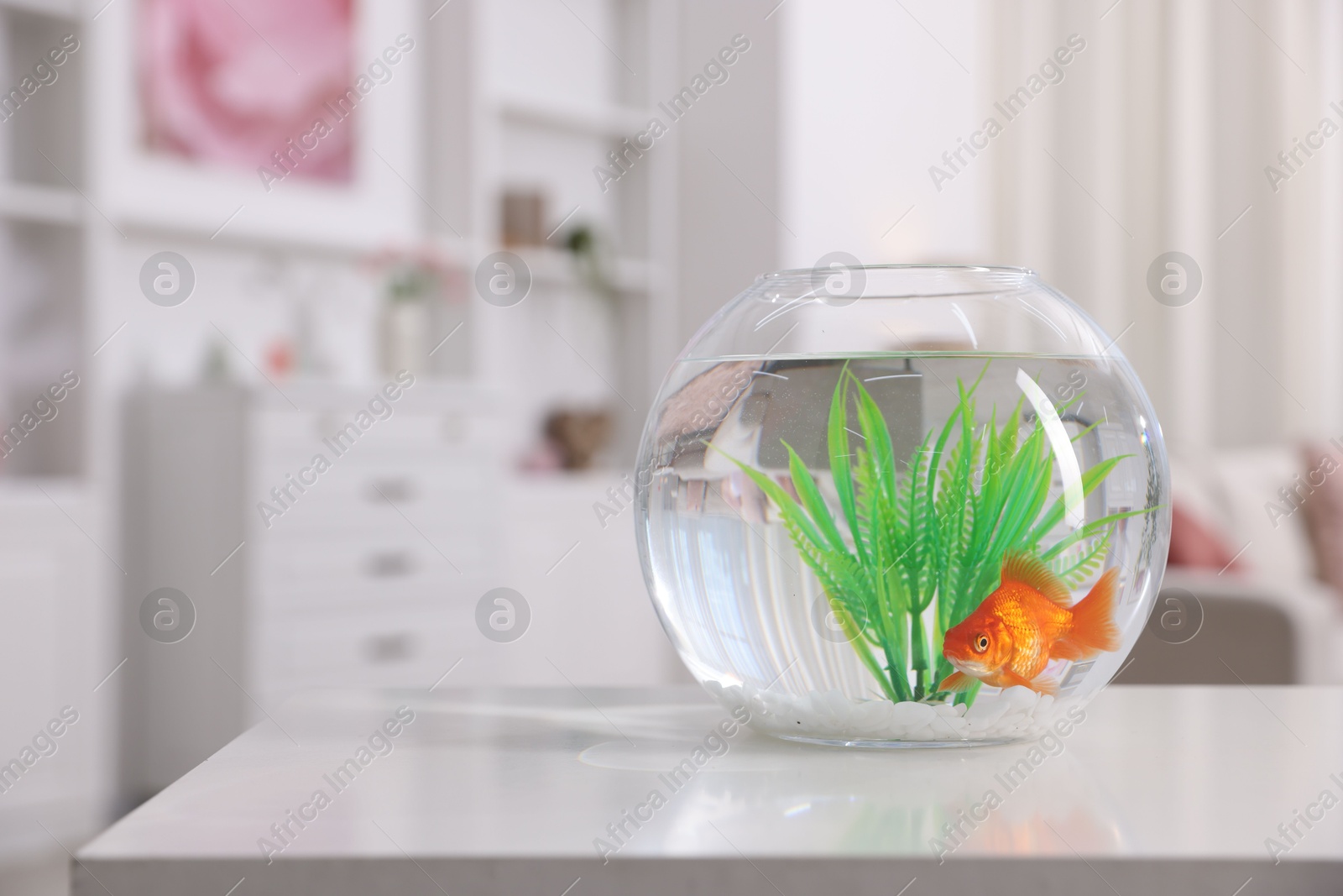 Photo of Gold fish swimming in aquarium with clean water on white table indoors, space for text