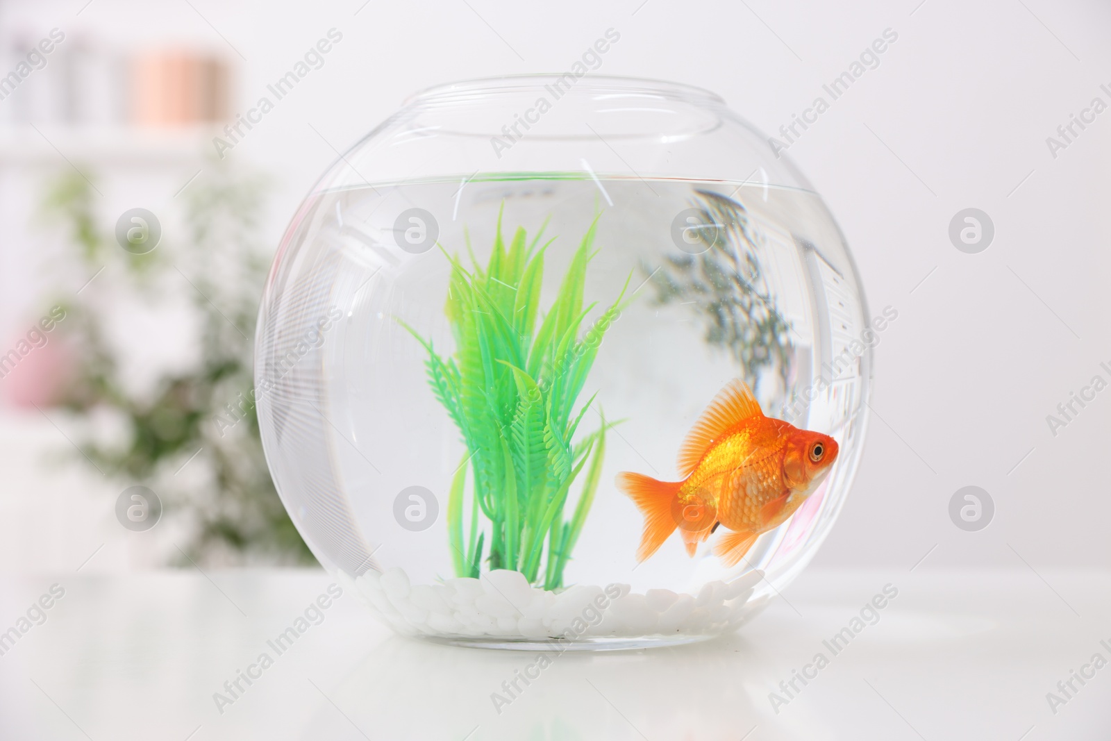 Gold fish swimming in aquarium with clean water on white table indoors Photo of Gold fish swimming in aquarium with clean water on white table indoors