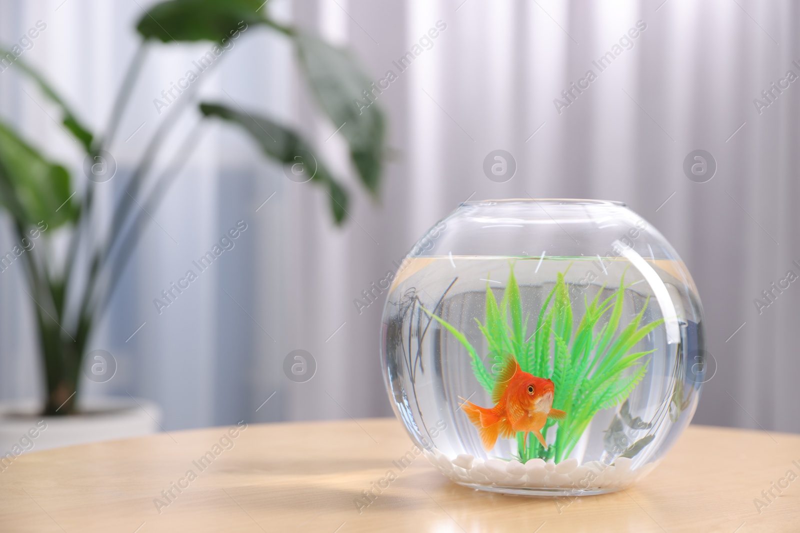 Gold fish swimming in aquarium with clean water on wooden table indoors, space for text Photo of Gold fish swimming in aquarium with clean water on wooden table indoors, space for text
