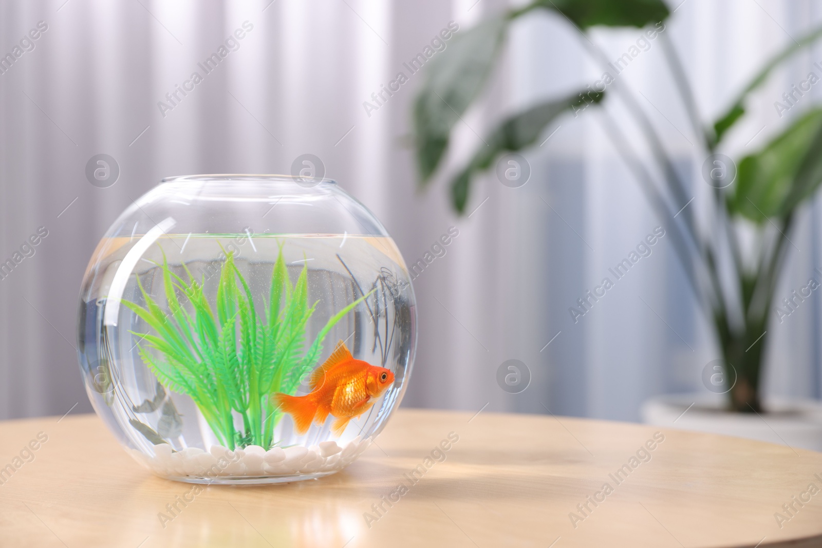 Gold fish swimming in aquarium with clean water on wooden table indoors, space for text Photo of Gold fish swimming in aquarium with clean water on wooden table indoors, space for text