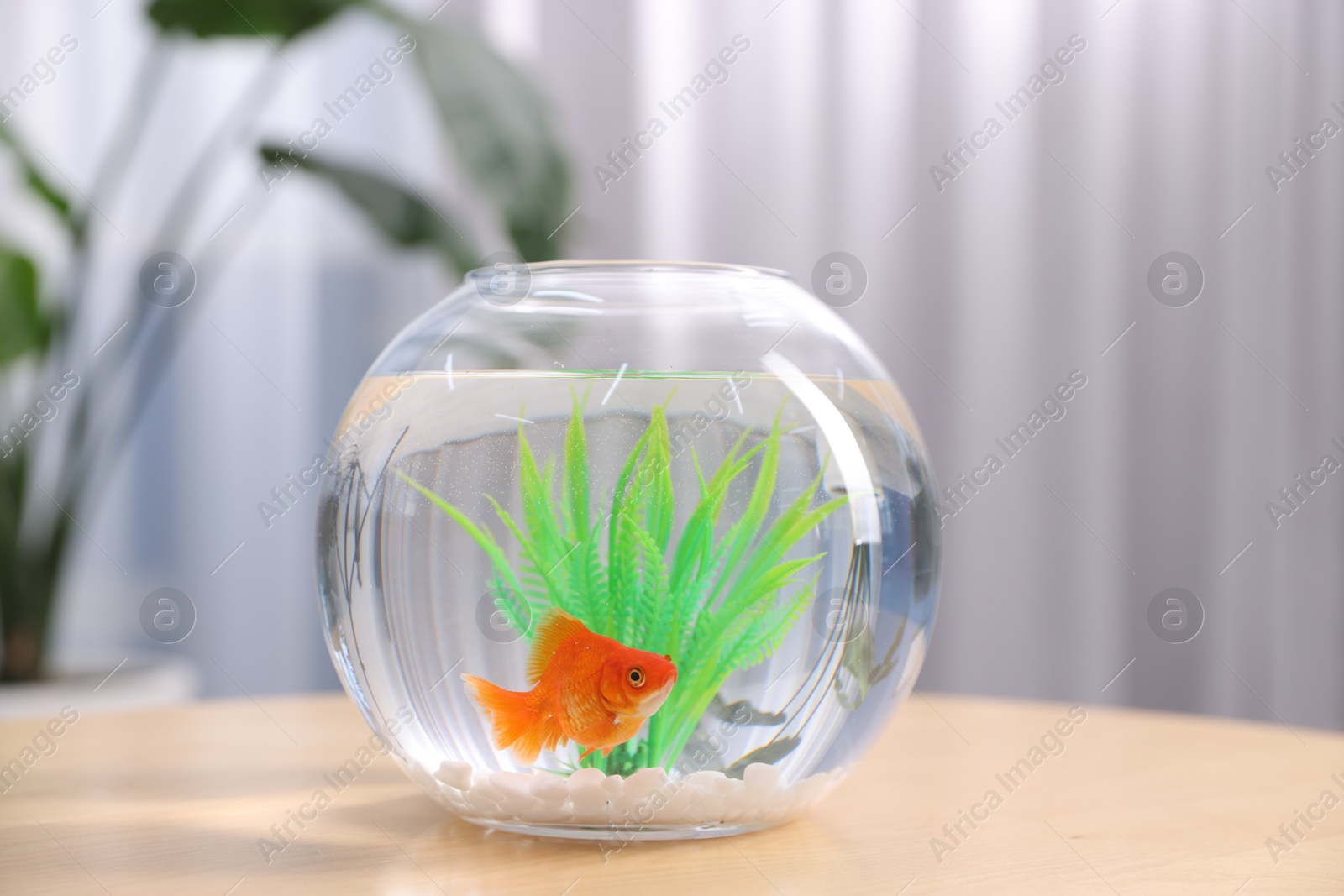 Gold fish swimming in aquarium with clean water on wooden table indoors Photo of Gold fish swimming in aquarium with clean water on wooden table indoors