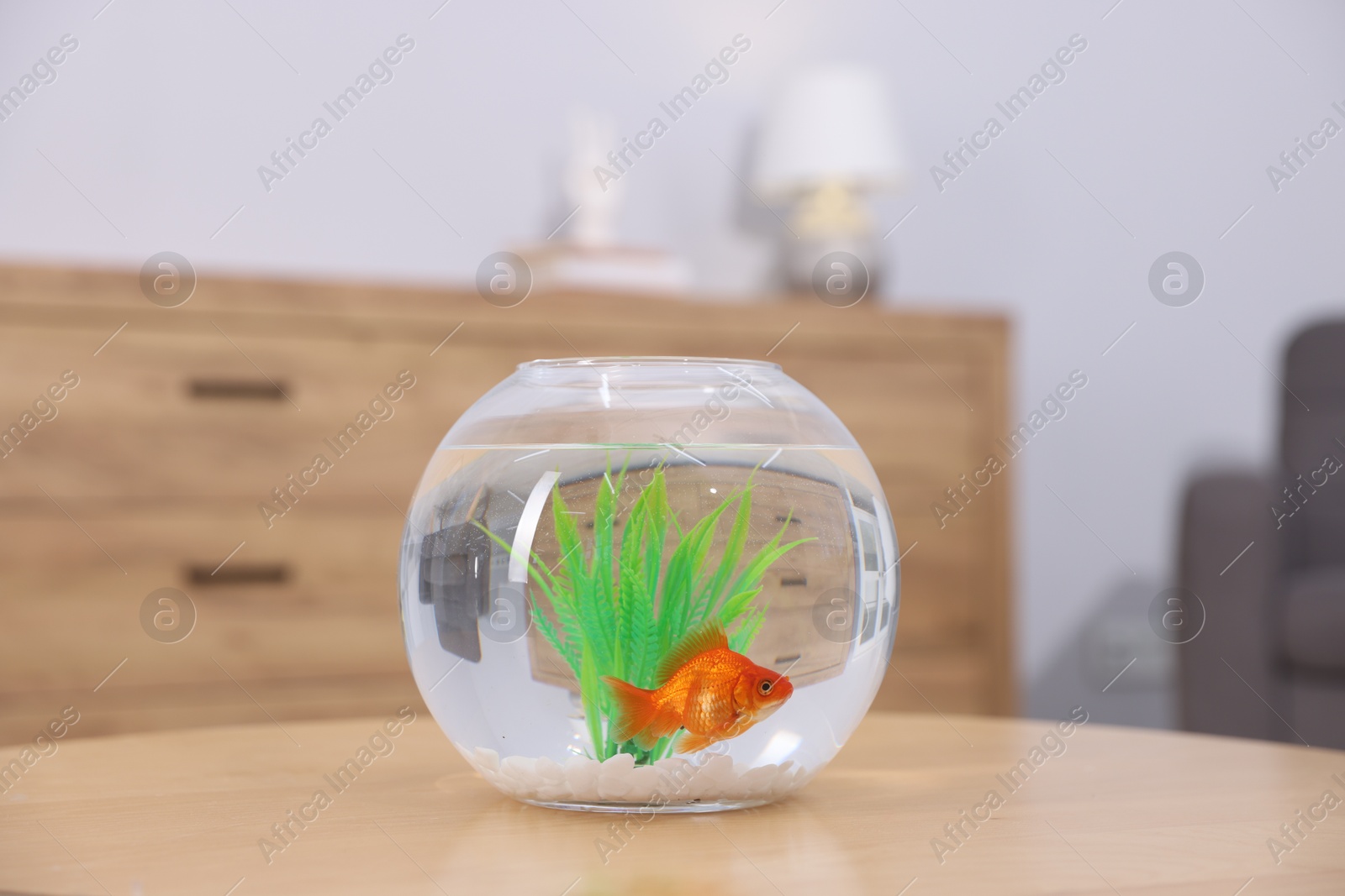 Gold fish swimming in aquarium with clean water on wooden table indoors Photo of Gold fish swimming in aquarium with clean water on wooden table indoors