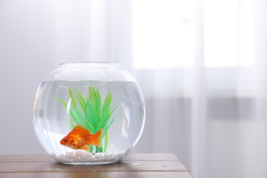 Photo of Gold fish swimming in aquarium with clean water on white table indoors, space for text