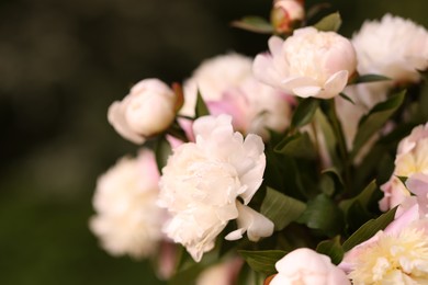 Photo of Beautiful peony flowers on blurred background, closeup