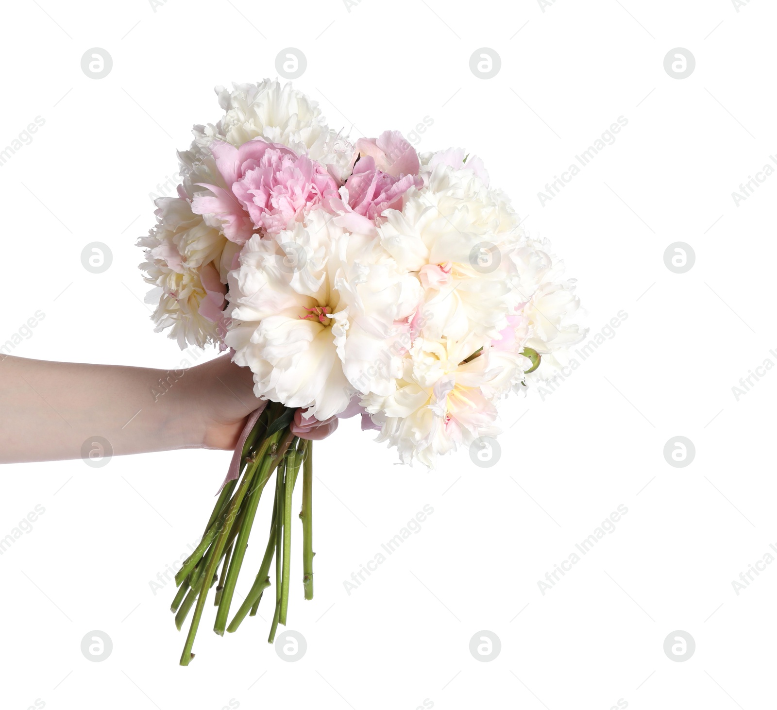 Woman with bouquet of beautiful peonies on white background, closeup Photo of Woman with bouquet of beautiful peonies on white background, closeup