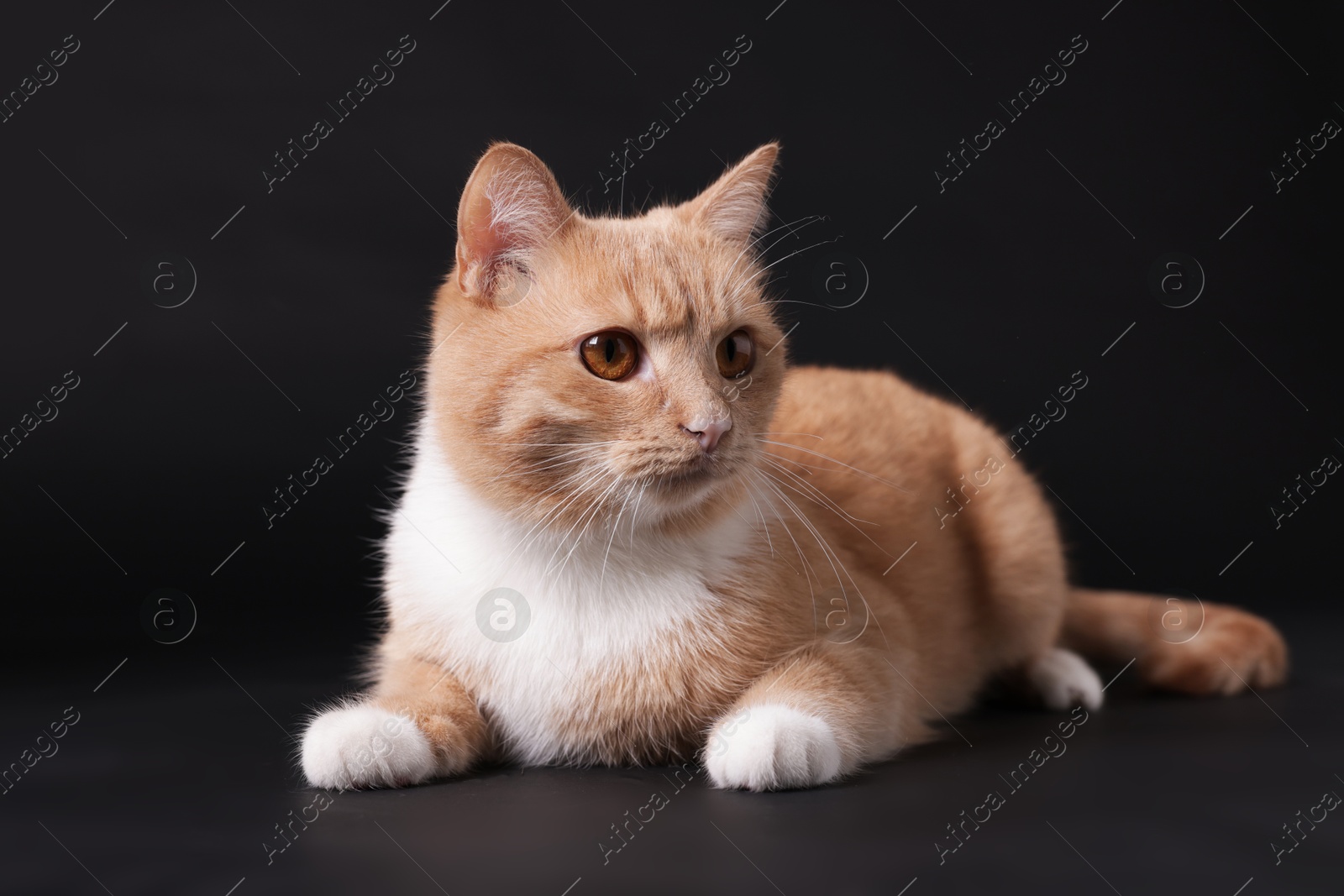 Adorable ginger cat on black background. Cute animal Photo of Adorable ginger cat on black background. Cute animal