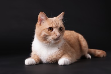 Photo of Adorable ginger cat on black background. Cute animal