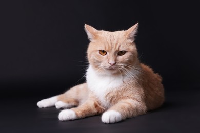Photo of Adorable ginger cat on black background. Cute animal