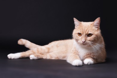 Photo of Adorable ginger cat on black background. Cute animal