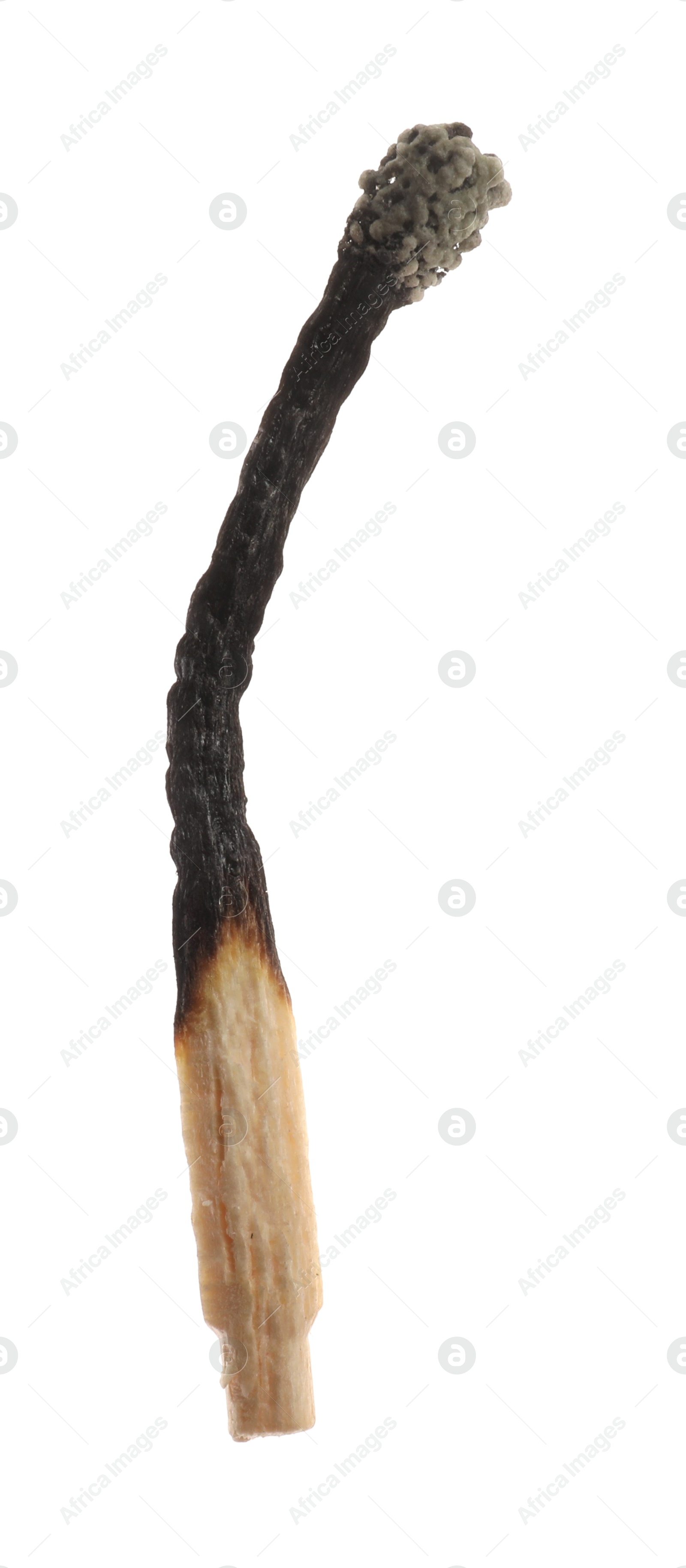 Photo of One burnt match isolated on white. Tool for starting fire