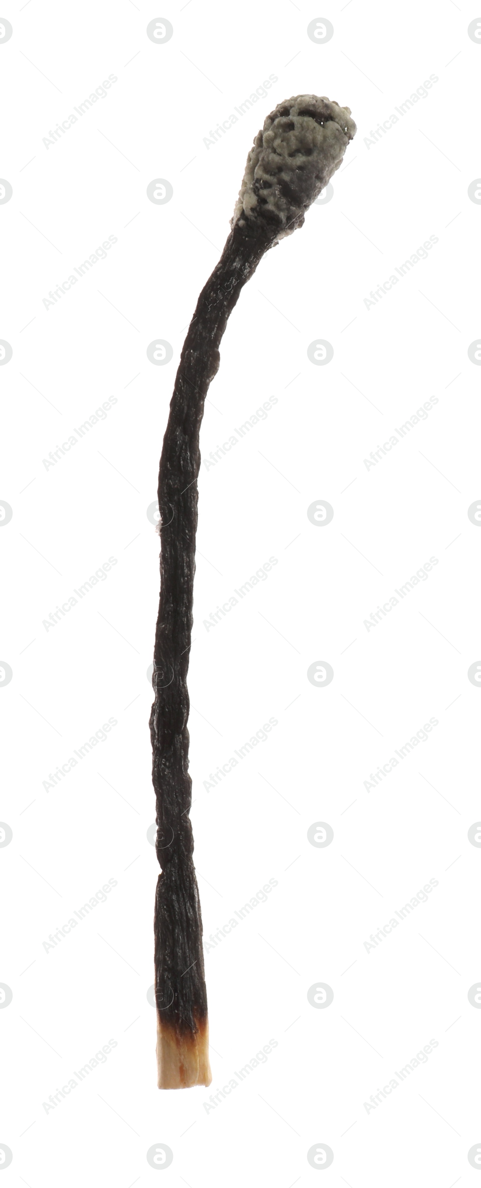 Photo of One burnt match isolated on white. Tool for starting fire