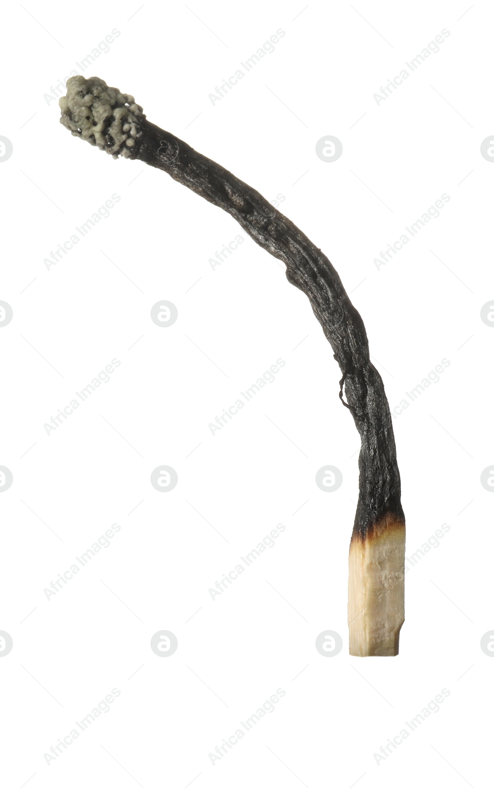 One burnt match isolated on white. Tool for starting fire Photo of One burnt match isolated on white. Tool for starting fire