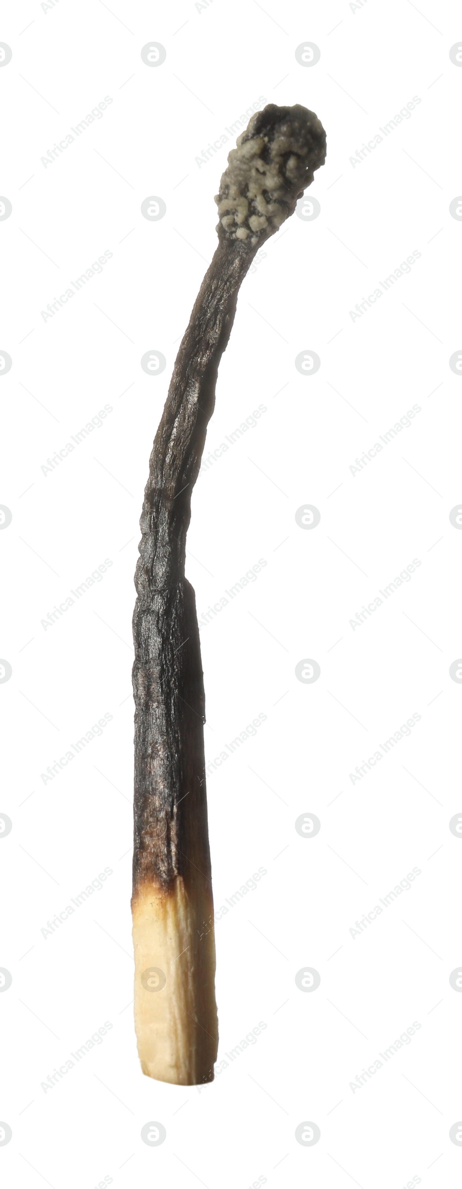 One burnt match isolated on white. Tool for starting fire Photo of One burnt match isolated on white. Tool for starting fire