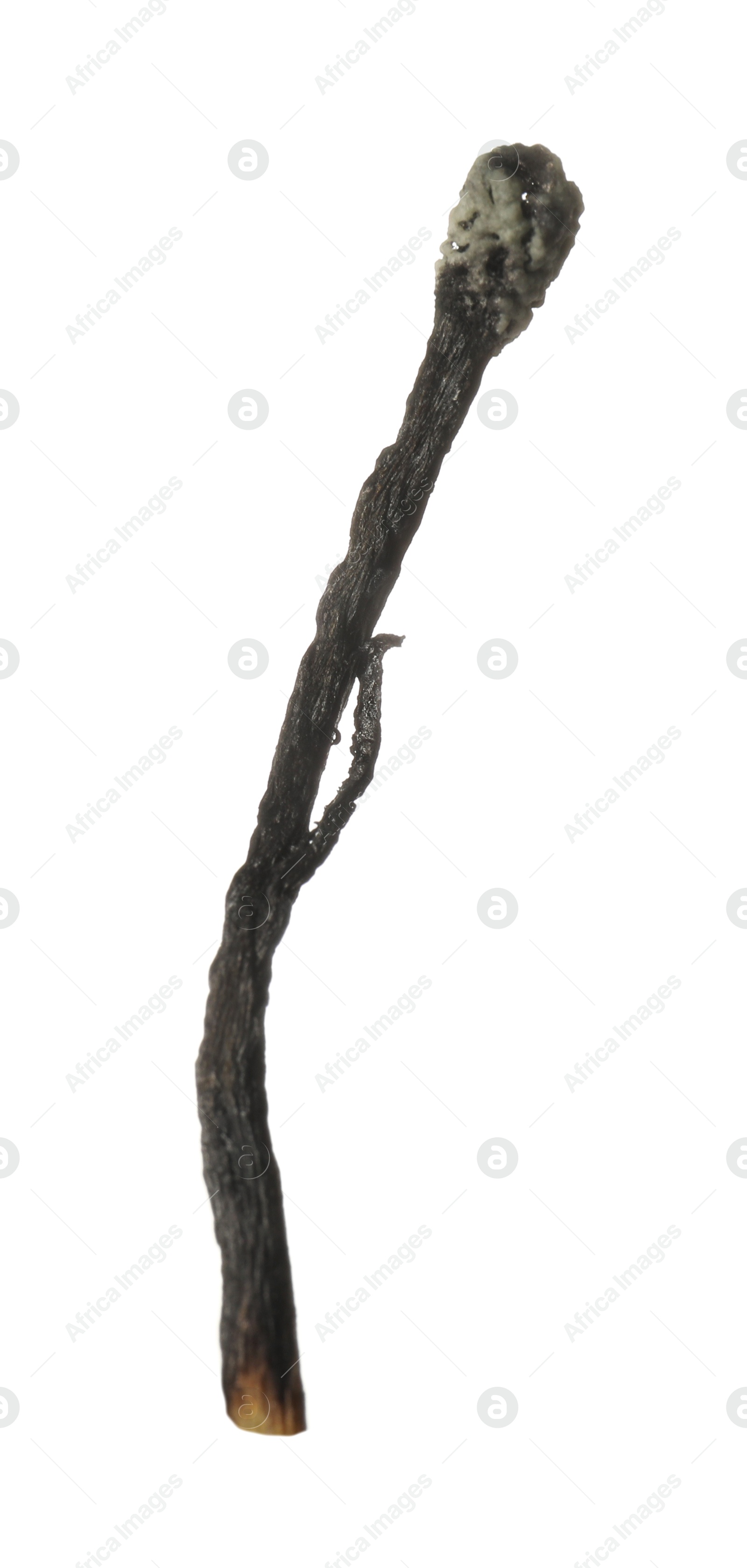 One burnt match isolated on white. Tool for starting fire Photo of One burnt match isolated on white. Tool for starting fire