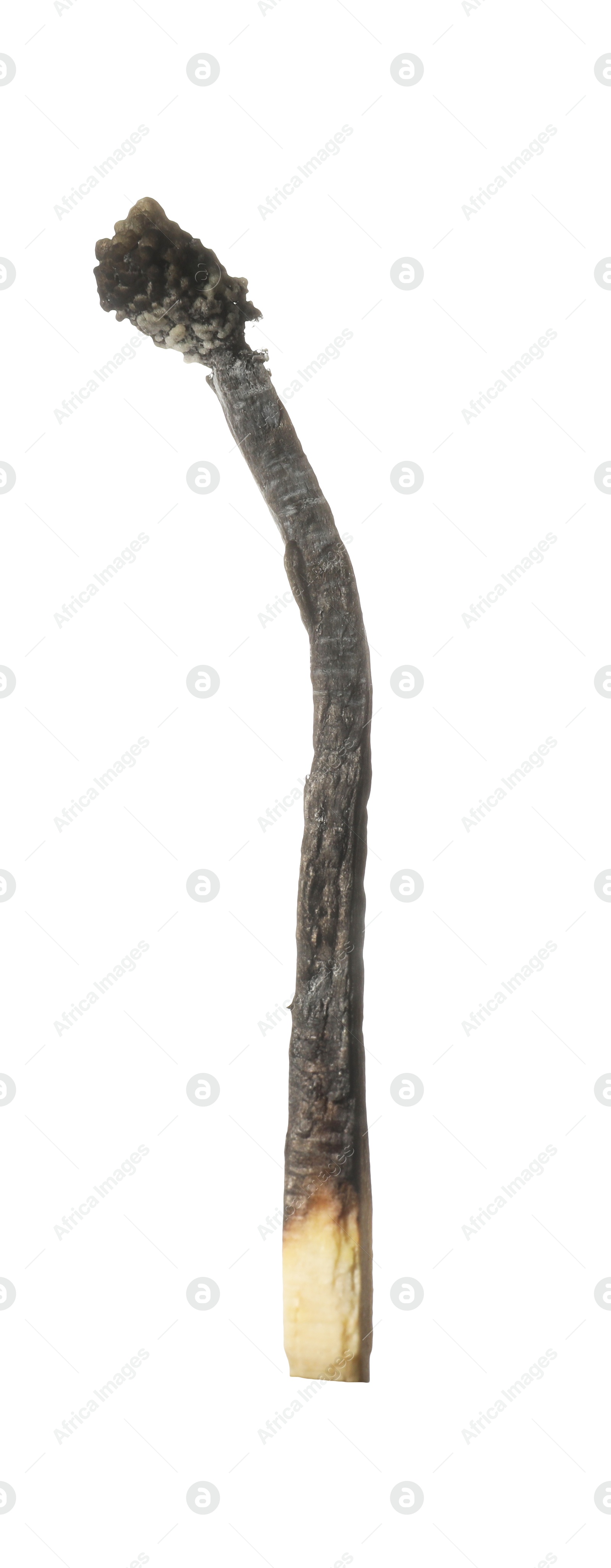 One burnt match isolated on white. Tool for starting fire Photo of One burnt match isolated on white. Tool for starting fire