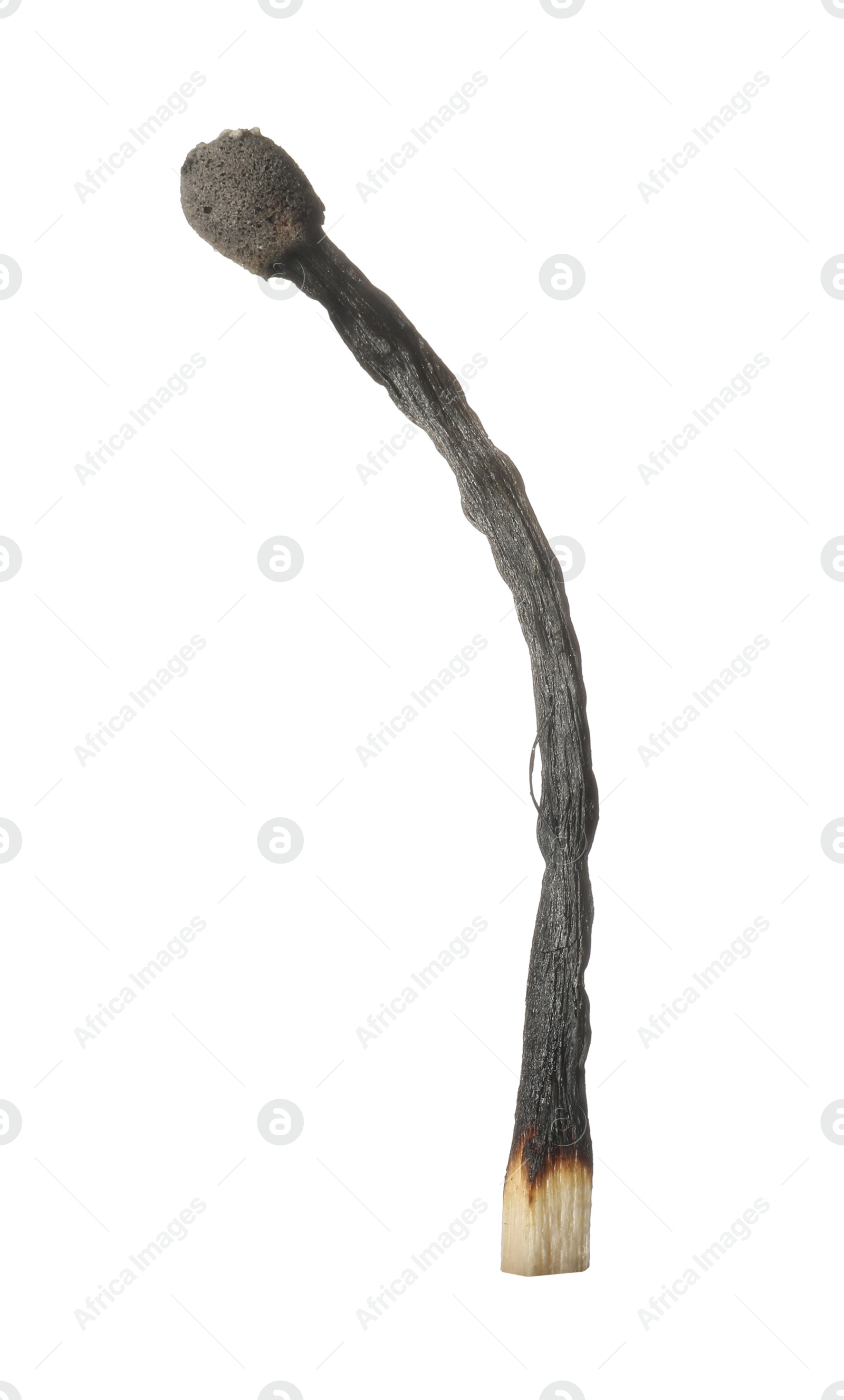 One burnt match isolated on white. Tool for starting fire Photo of One burnt match isolated on white. Tool for starting fire