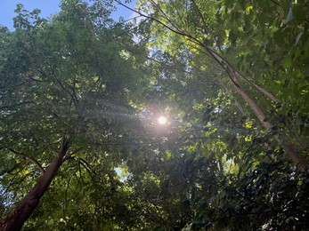 Photo of Tree branches with green leaves outdoors, low angle view