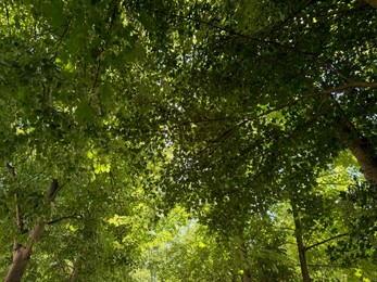 Photo of Tree branches with green leaves in park
