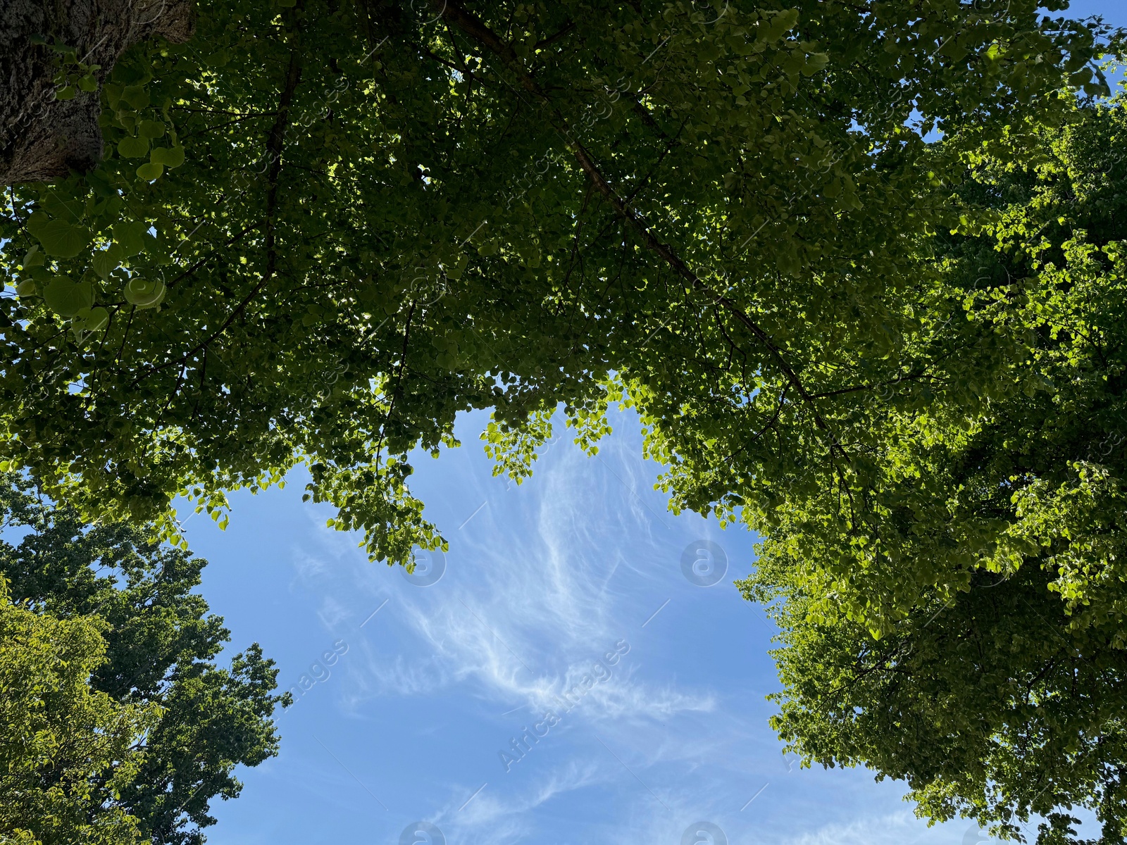 Tree branches with green leaves against blue sky, bottom view Photo of Tree branches with green leaves against blue sky, bottom view