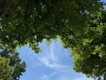 Photo of Tree branches with green leaves against blue sky, bottom view