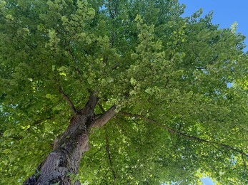 Photo of Tree branches with green leaves outdoors, low angle view