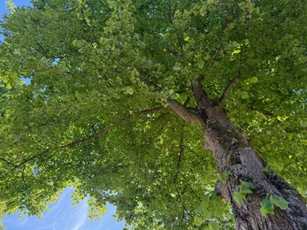 Photo of Tree branches with green leaves outdoors, low angle view