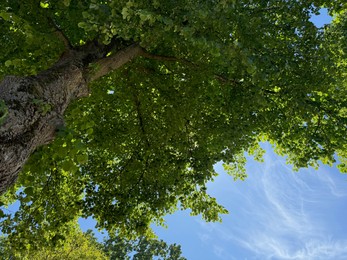 Photo of Tree branches with green leaves against blue sky, bottom view