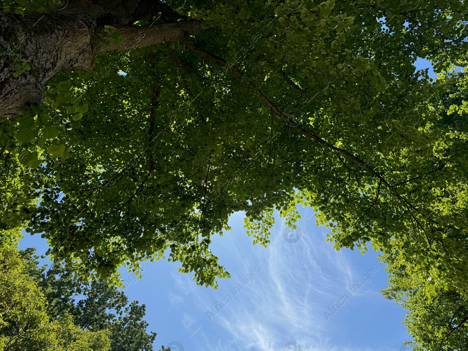 Photo of Tree branches with green leaves against blue sky, bottom view