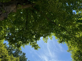 Photo of Tree branches with green leaves against blue sky, bottom view