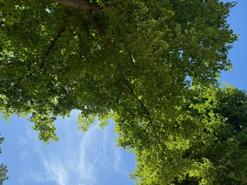 Photo of Tree branches with green leaves against blue sky, bottom view