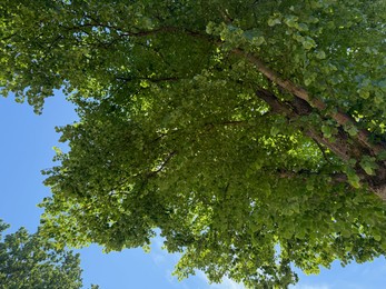 Photo of Tree branches with green leaves against blue sky, bottom view