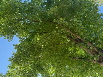 Photo of Tree branches with green leaves against blue sky, bottom view