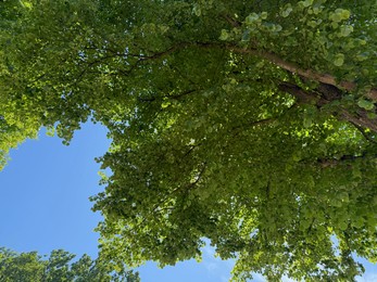 Photo of Tree branches with green leaves against blue sky, bottom view