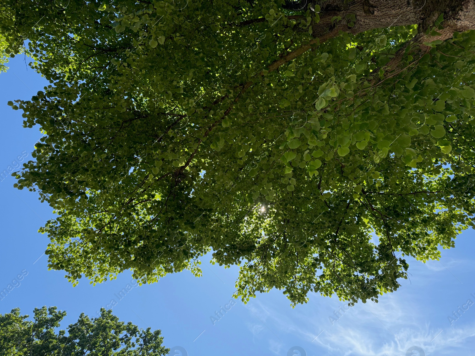 Photo of Tree branches with green leaves against blue sky, bottom view