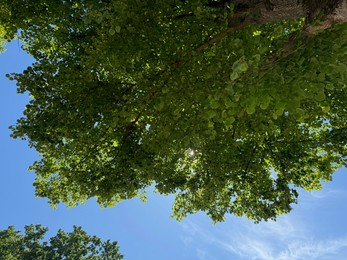 Photo of Tree branches with green leaves against blue sky, bottom view