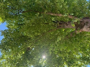 Photo of Tree branches with green leaves against blue sky, bottom view