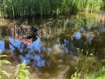 Photo of Cute duck nesting on water in park