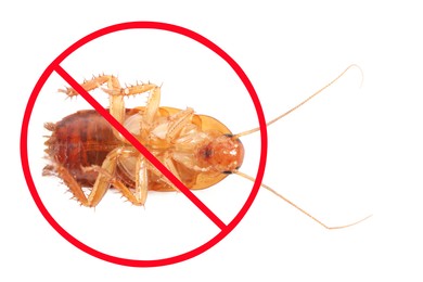 Image of Pest control. Cockroach with red prohibition sign on white background