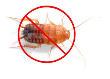 Image of Pest control. Cockroach with red prohibition sign on white background