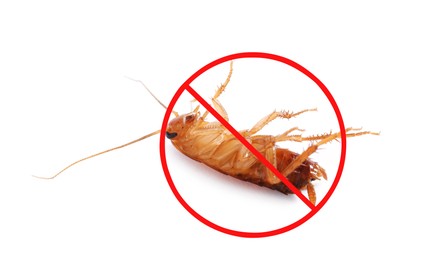 Image of Pest control. Dead cockroach with red prohibition sign on white background