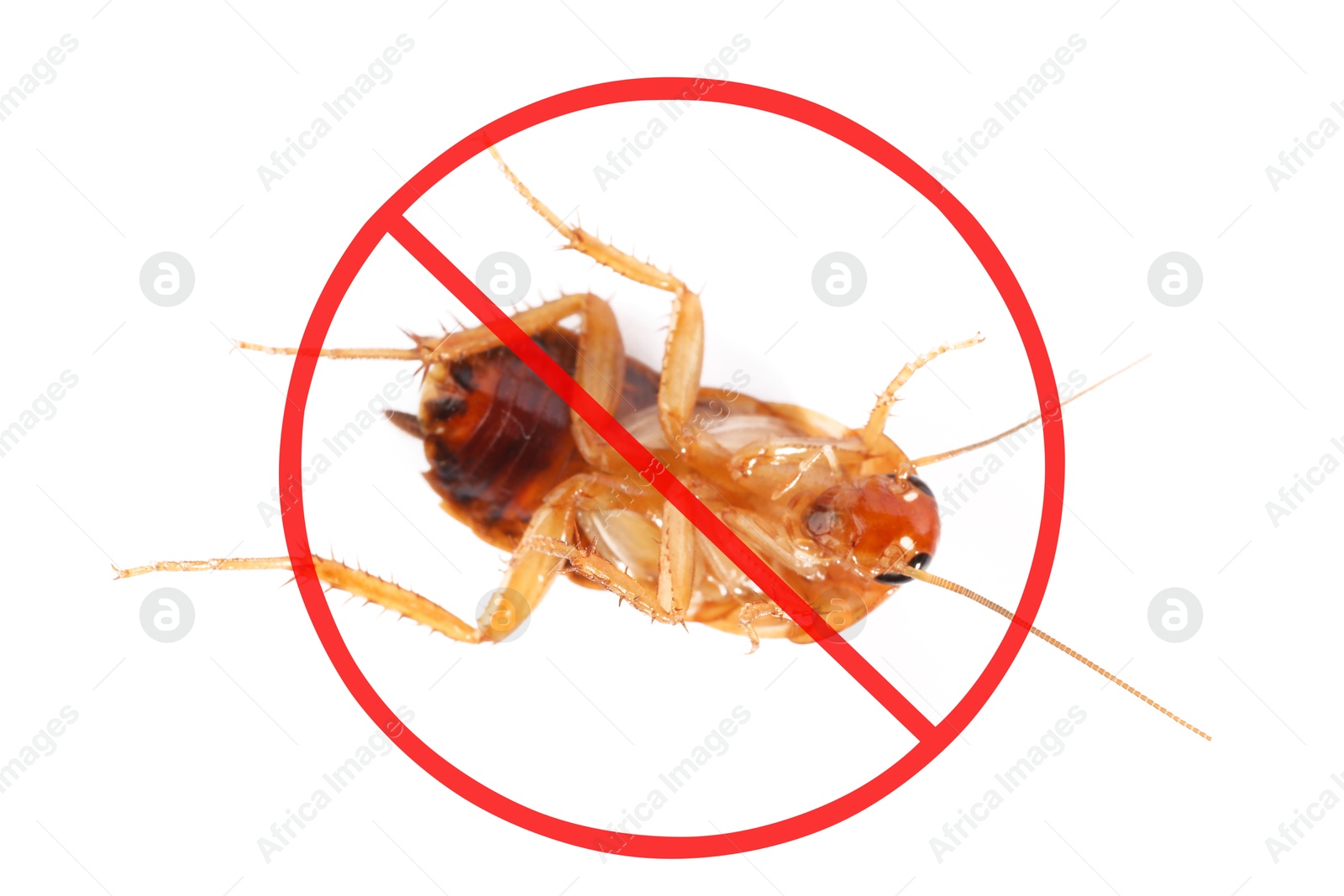 Pest control. Cockroach with red prohibition sign on white background Image of Pest control. Cockroach with red prohibition sign on white background