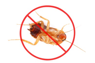 Image of Pest control. Cockroach with red prohibition sign on white background