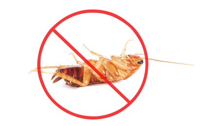 Image of Pest control. Dead cockroach with red prohibition sign on white background