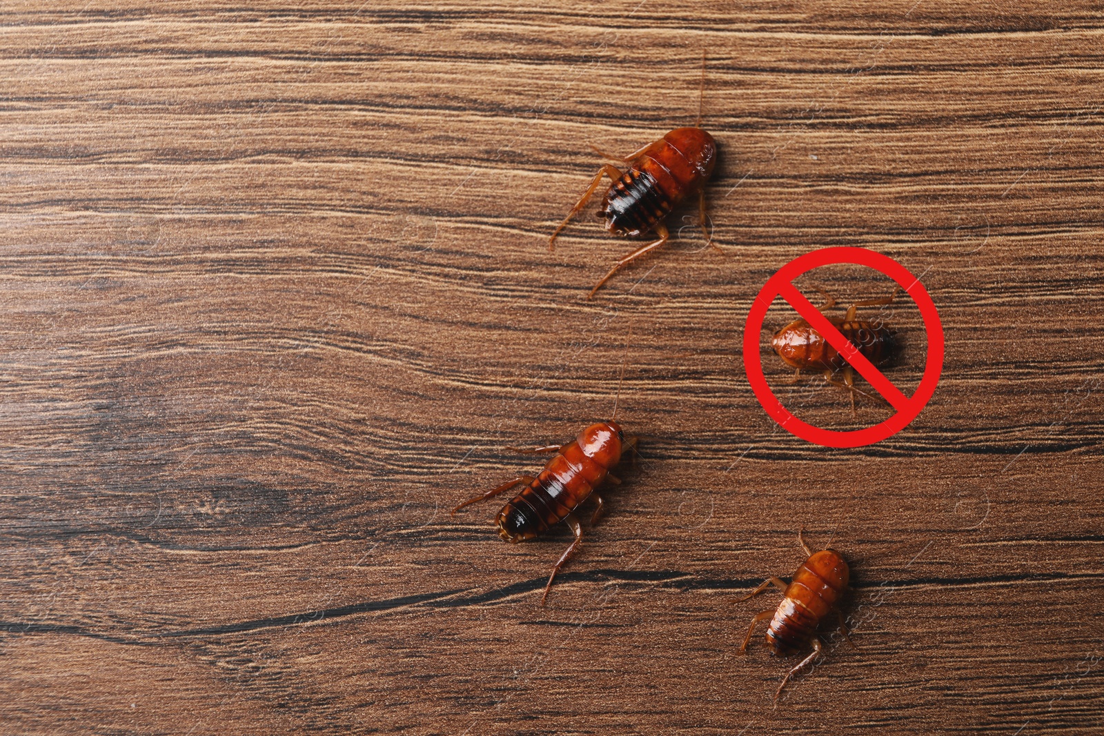 Pest control. Cockroaches and red prohibition sign on wooden surface, top view. Space for text Image of Pest control. Cockroaches and red prohibition sign on wooden surface, top view. Space for text