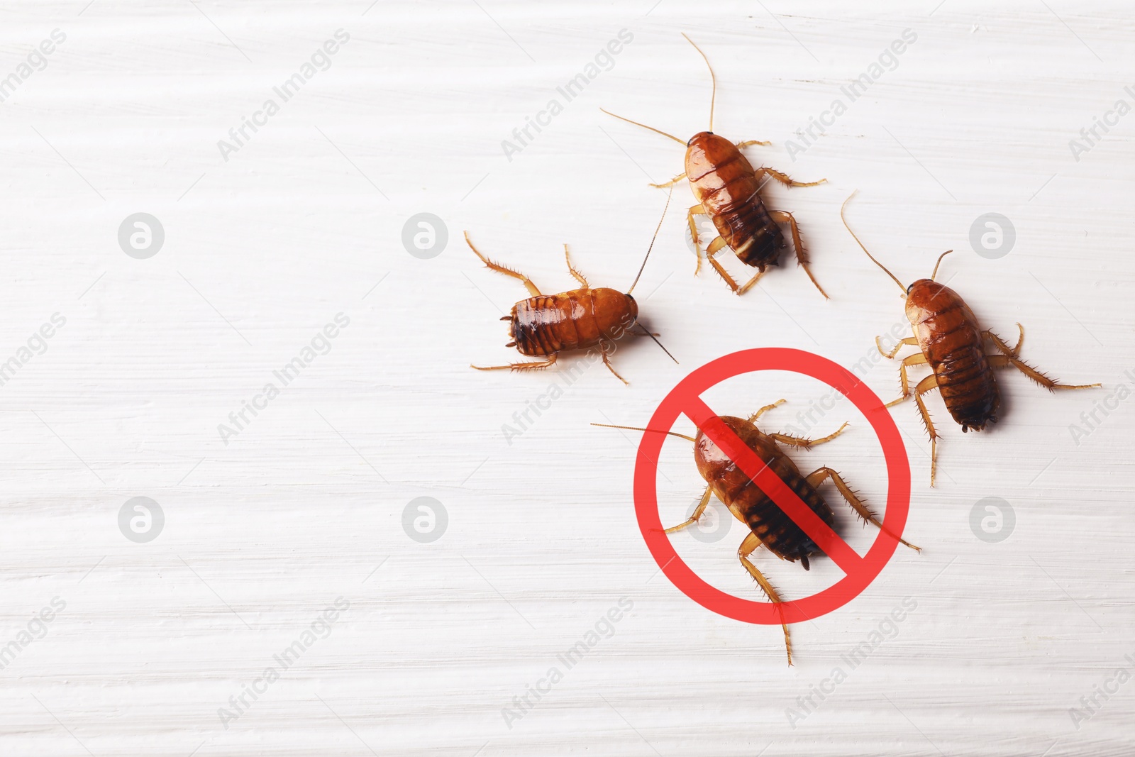 Pest control. Cockroaches and red prohibition sign on white wooden surface, top view. Space for text Image of Pest control. Cockroaches and red prohibition sign on white wooden surface, top view. Space for text