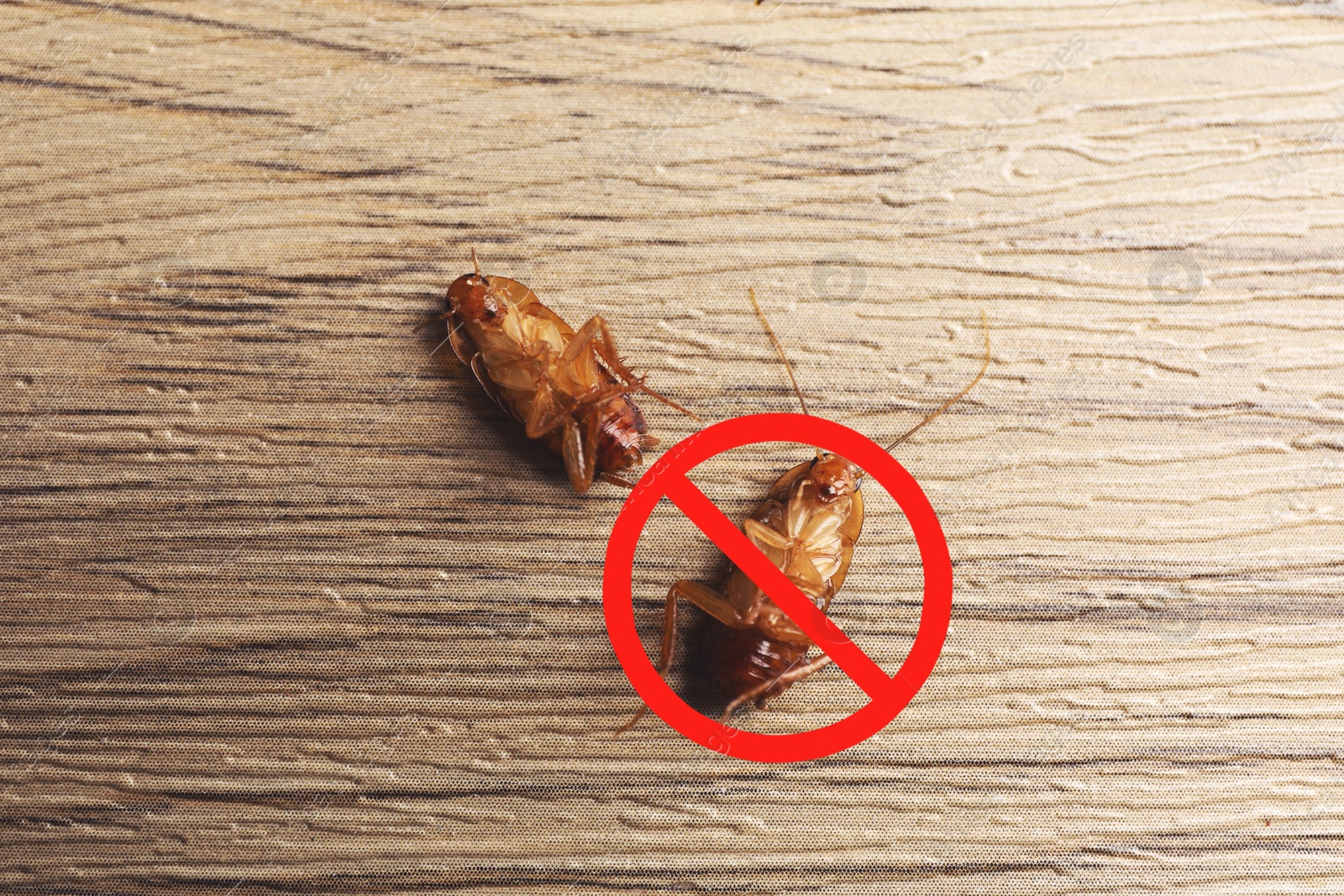 Dead cockroaches and red prohibition sign on wooden surface, top view. Pest control Image of Dead cockroaches and red prohibition sign on wooden surface, top view. Pest control